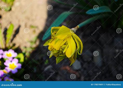 View On Spring Narcissus Flowers Narcissus Flower Also Known As