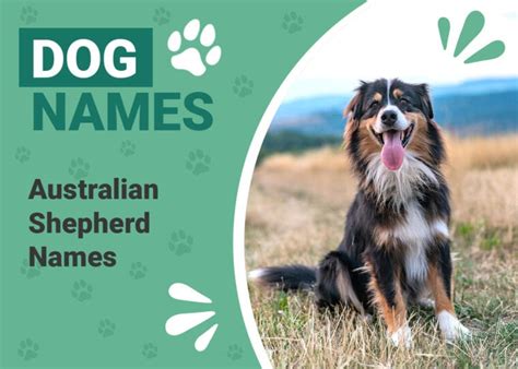 150 Australian Shepherd Names Interesting And Popular Ideas Pet Keen