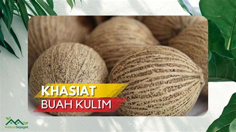 11 Khasiat Buah Kulim Untuk Kesehatan