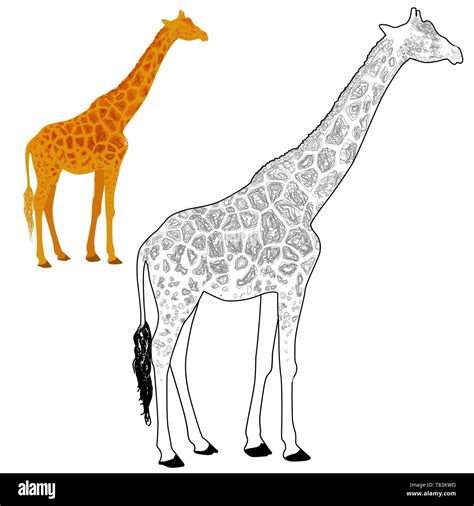 Coloriage De Girafe Vector Image Vectorielle Stock Alamy