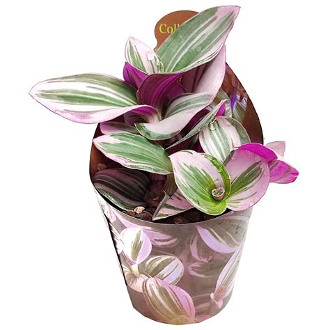 Tradescantia Albiflora Nanouk Plant Wholesale FlorAccess