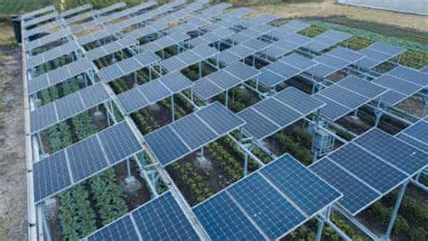 What Is Agrivoltaics How Can Solar Energy And Agriculture Work