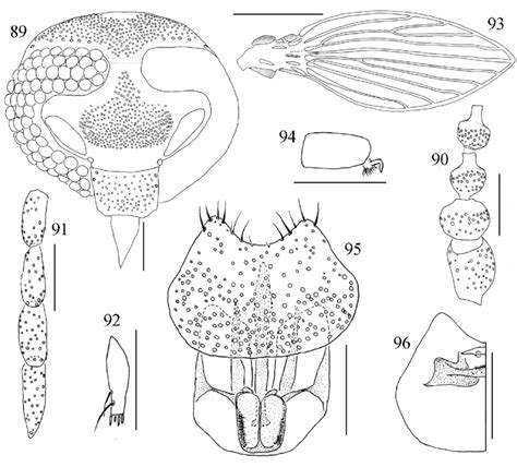 Psychoda Matogrossensis Sp Nov Head Antenna Scape Pedicel