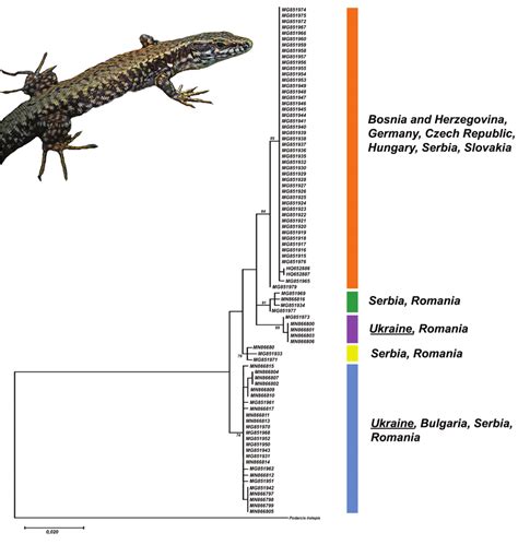 Ml Phylogenetic Tree Depicting The Relationships Between Cytochrome B Download Scientific