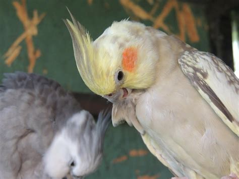 How To Cut A Cockatiels Nails The Right Way Step By Step