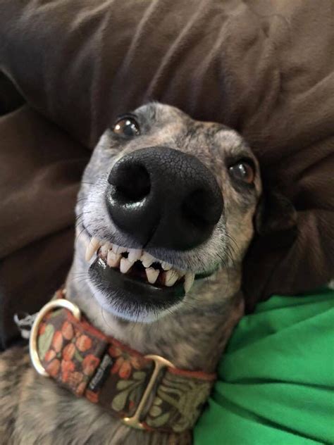 a close up of a dog with its mouth open and teeth wide open, looking at ...