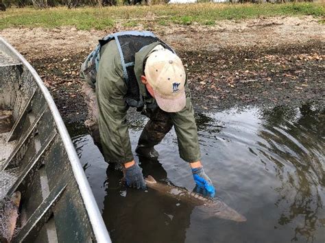 Restoring An Ancient Legacy Lake Sturgeon Begin To Thrive In Big Stone