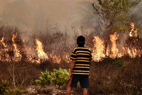 Indonesia punishes more than 20 firms over deadly forest fires, Asia ...