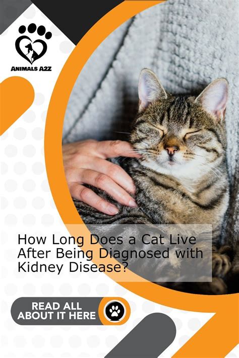 Kidney Failure In Cats Life Expectancy - Cats Family