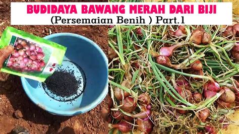 Tutorial Tani Menanam Bawang Merah Dari Biji Tss Di Lahan