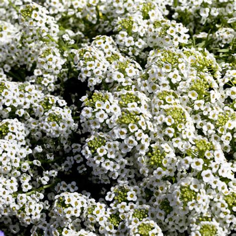 Alyssum Seeds - Sweet Alyssum - Annual Flower Seeds - S.G.S.