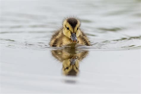 Premium Photo | Baby duckling