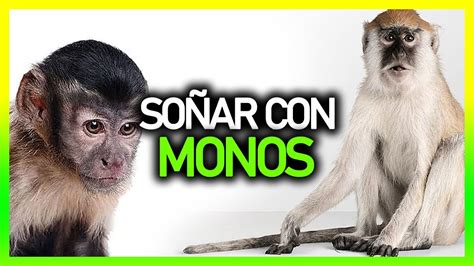 Qu Significa So Ar Con Monos Significado De Los Sue Os Youtube