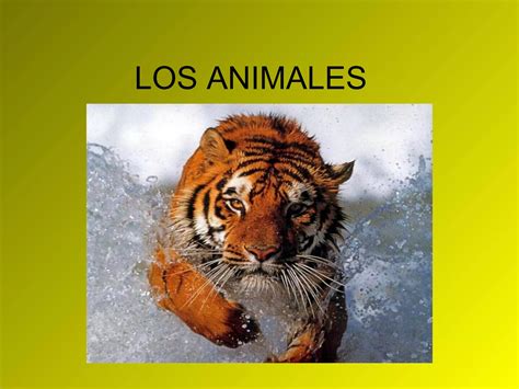 Animalesclasificacion Ppt Descarga Gratuita