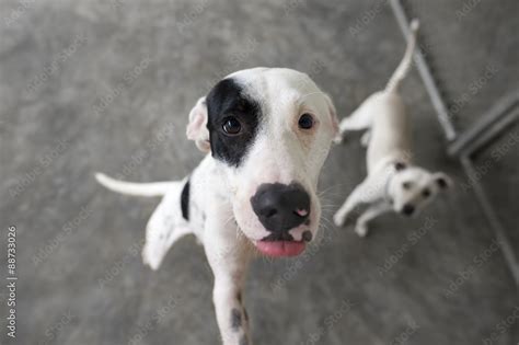 Funny Dog Looking Up Stock Photo | Adobe Stock