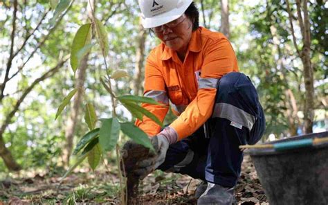 Recovery Reklamasi Restorasi Dan Rehabilitasi Lahan Tambang