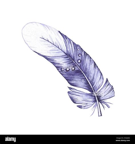 Watercolor bird feather. Feather isolated on white. Hand drawn bird ...