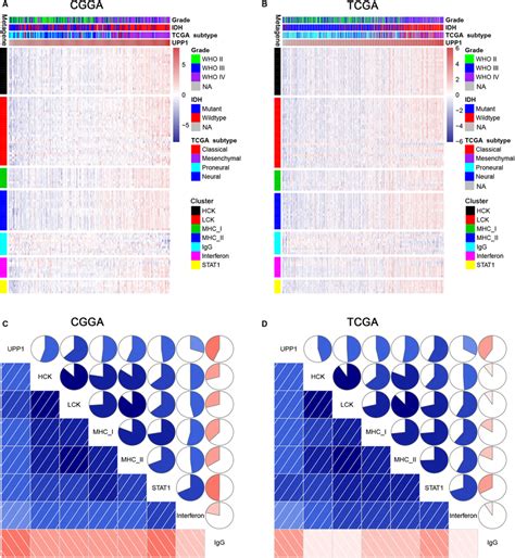 Clusters A B And Gene Sets Variation Analysis C D Of Upp1‐related