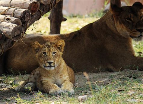 Lucknow Zoo, Lucknow