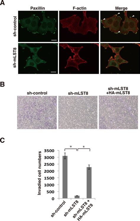 MLST8 Regulates Cell Motility And Invasiveness Of Human Colon Cancer