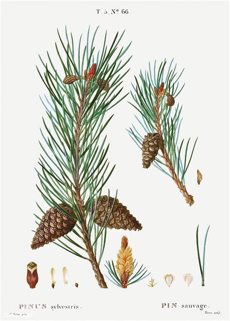 Scots Pine Pinus Sylvestris Illustration From Trait Des Arbr A