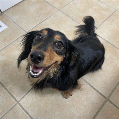 Hunter Tennessee Dachshund Rescue