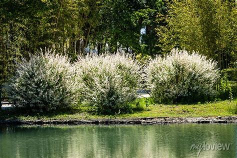 Large Bushes Of Japanese Whole Leaved Willow Salix Integra Hakuro