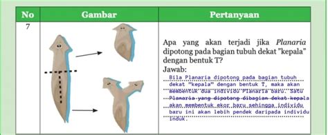 Kunci Jawaban Ipa Kelas 9 Halaman 92 93 94 Fragmentasi Dan