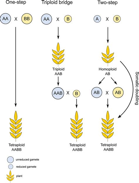 Frontiers Chromosome Pairing In Polyploid Grasses