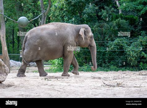 Huge elephant in a zoo Stock Photo - Alamy