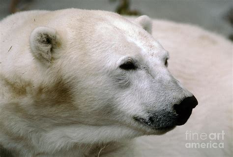 Polar Bear Face, Nose, Ears, Head Photograph by Wernher Krutein | Pixels