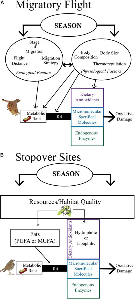 Frontiers How Birds During Migration Maintain Oxidative Balance