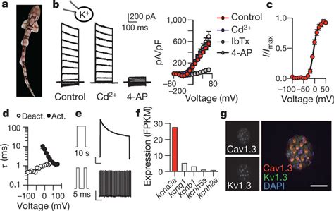 Major K Current In Shark Electrosensory Cells A Profile Of Chain