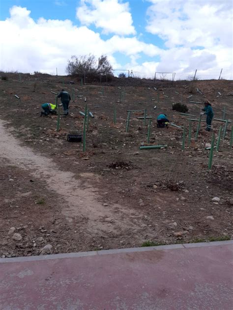 Reponemos Rboles En La Plantaci N Del Sector Xxiii Ayuntamiento