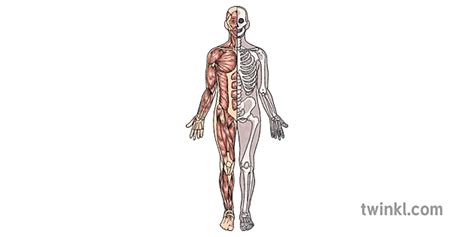 Uk Ad Mi Niowo Szkieletowy Anatomia Nauka Biologia Ludzkie Cia O Mps Ks