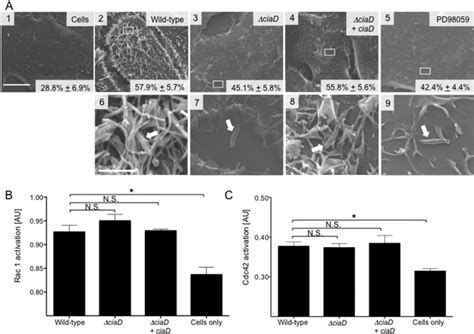 CiaD Induced Host Cell Membrane Ruffling Is Rho GTPase Independent A