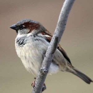 Devastating House Sparrows HOSP House Sparrow Sparrow Pets