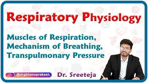 Muscles Of Respiration Mechanism Of Breathing Transpulmonary Pressure