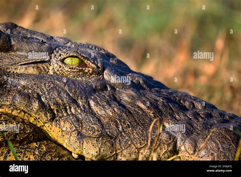 Ojo De Cocodrilo Del Nilo Crocodylus Niloticus Parque Nacional Chobe