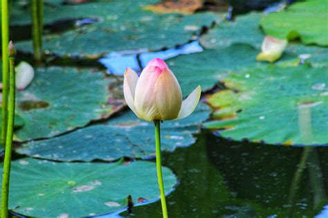 Lotus Bud Flower - Free photo on Pixabay - Pixabay