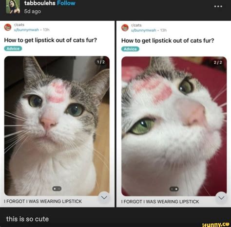 Cat Lipstick Meme Infoupdate Org