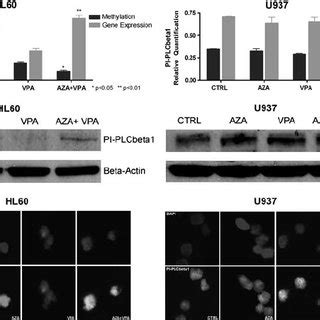 Effect Of Azacitidine And Valproic Acid On Pi Plc B Promoter