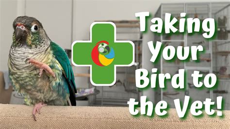 Taking Your Bird To An Avian Vet Tips And Tricks Birdnerdsophie Youtube