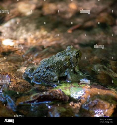 American Toad Sits In Shallow Creek Natural Habitat Surrounded By Water