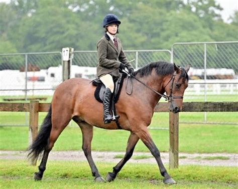 Performance Pony of the Year Competition... - New Forest Pony & Cattle ...