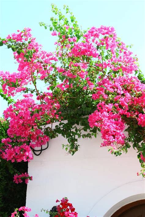 Bougainvillea Spectabilis on the Wall Stock Photo - Image of village, heat: 7117574