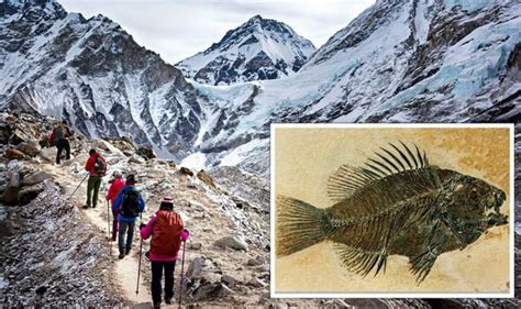 Bible Discovery Marine Fossils Found Atop Mount Everest Could Be