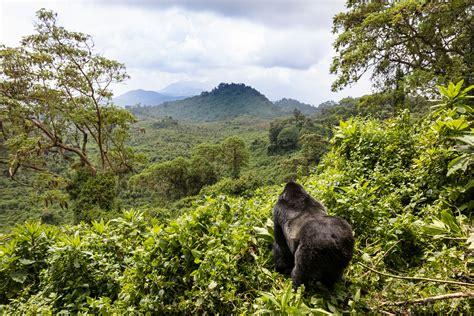 Onde e Quando Ir para o Ruanda a Melhor época Tempo e Clima Onde e