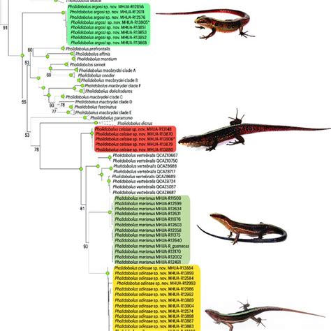 Molecular Phylogenetic Hypothesis Recovered Relationship Between