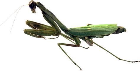 Mantis Png